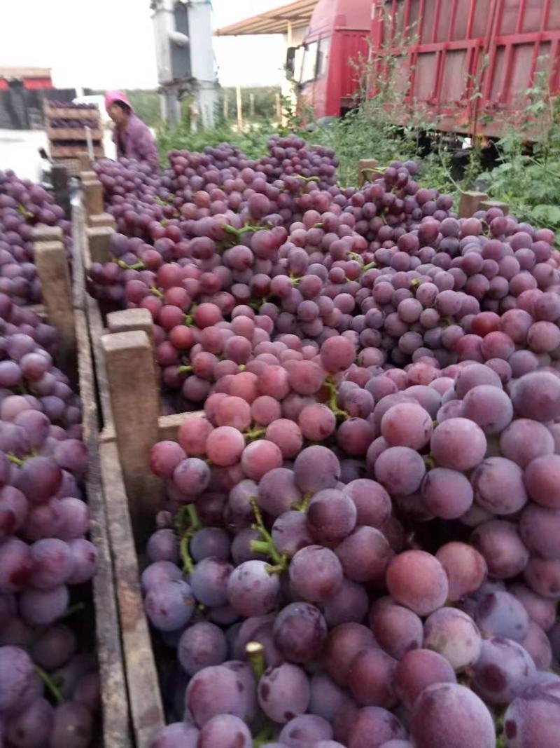 河北邢台威县葡萄大量上市种类齐全可视频看货