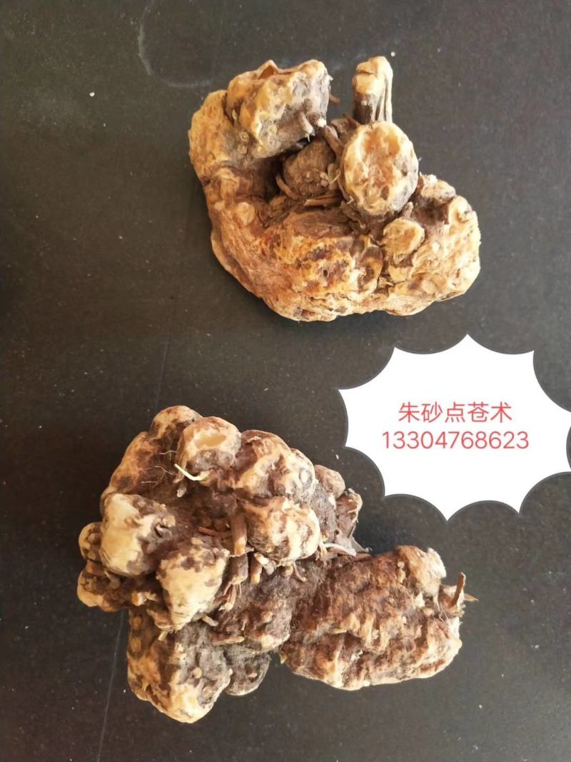 朱砂点苍术种苗