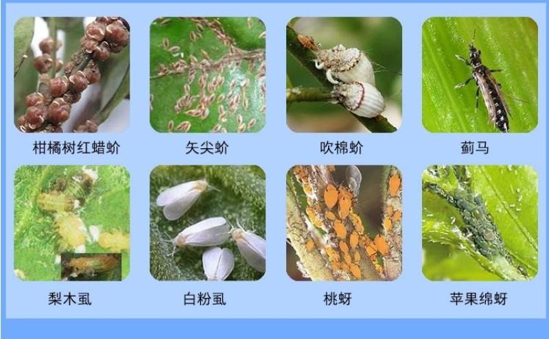 速扑杀扑介卒介壳虫吡虫噻嗪酮柑橘蜜柚果树蚧壳虫飞虱杀虫剂