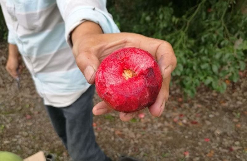 血桃朱砂红桃产地实力老代办走量批发商电商超市诚信合作