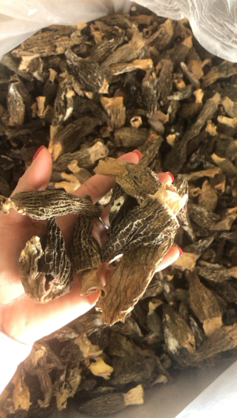 特价羊肚菌，大个非常香买到就是赚到