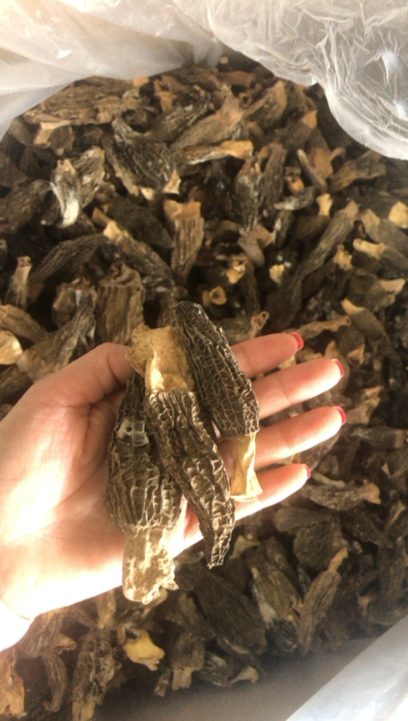 特价羊肚菌，大个非常香买到就是赚到