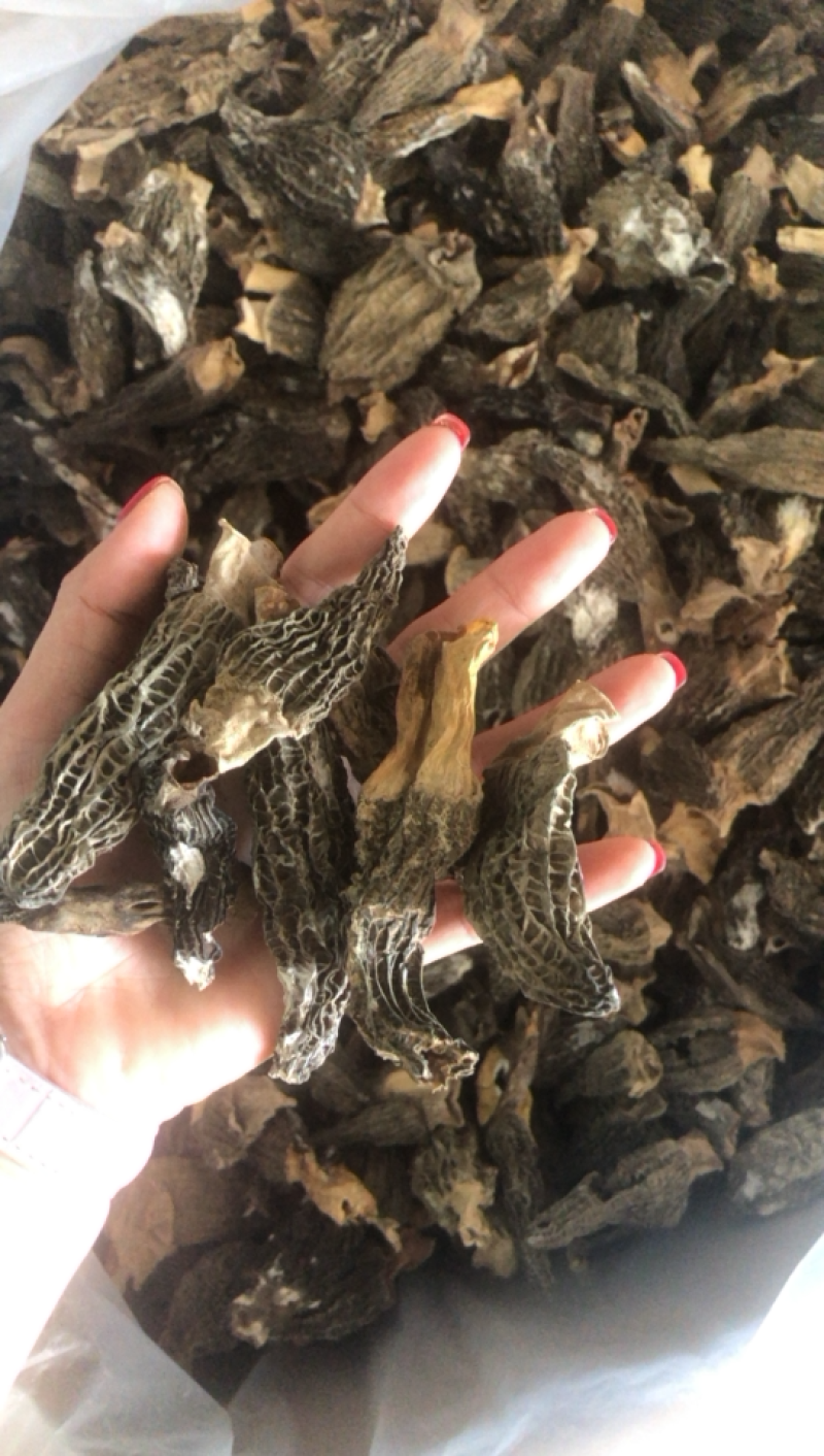 特价羊肚菌，大个非常香买到就是赚到