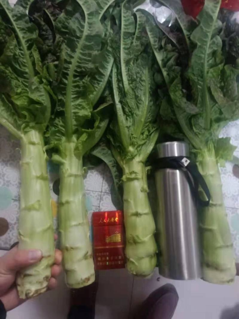 高原夏菜质量好颜色正诚信赢天下