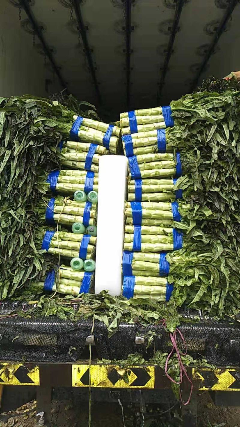 高原夏菜质量好颜色正诚信赢天下