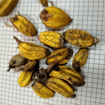 石仙桃