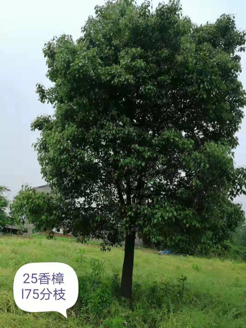15-25公分全冠小叶香樟大量供应，欢迎各位老板前来洽谈