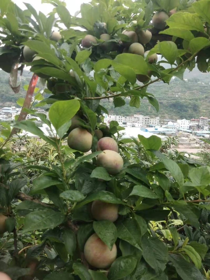 汉源味帝李可视频看货原产地直供支持线上保障交易