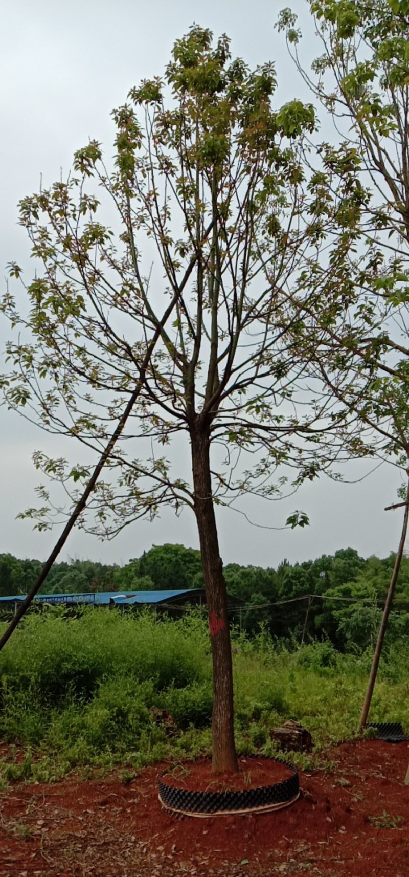 湖南宁益苗木合作社大量供应截杆发帽大冠香