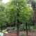 湖南宁益苗木合作社大量供应截杆发帽大冠香