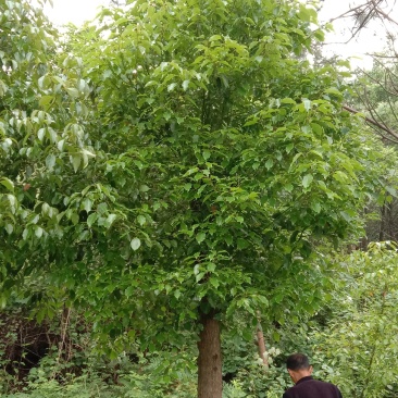 湖南宁益苗木合作社大量供应截杆发帽大冠香