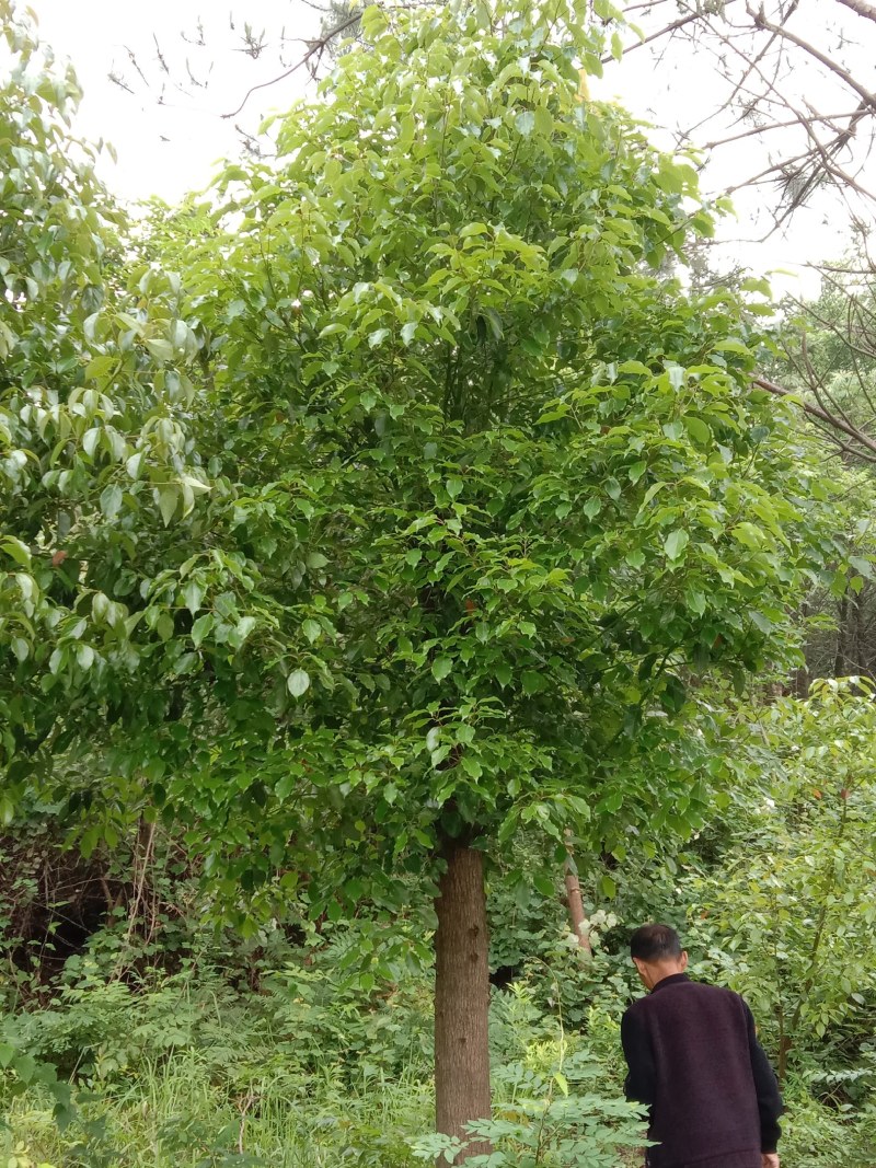 湖南宁益苗木合作社大量供应截杆发帽大冠香