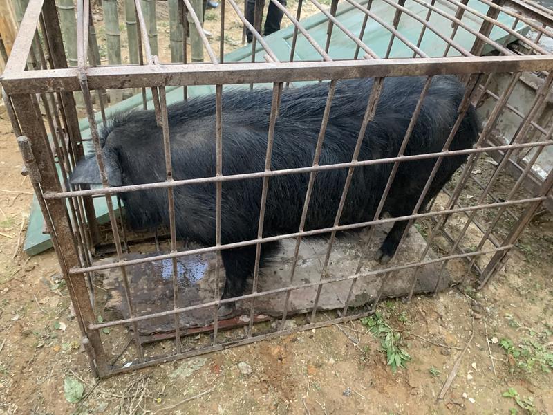 藏香猪养殖基地、批发藏香猪公母大小规格，种猪