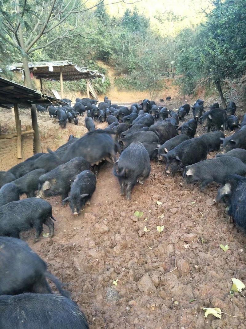 商品藏香猪，藏香猪养殖基地，供应藏香猪商品