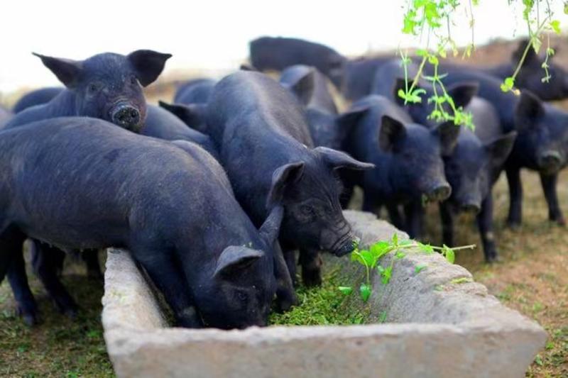 藏香猪，藏香猪商品藏香猪活体、养殖基地直供商品香猪