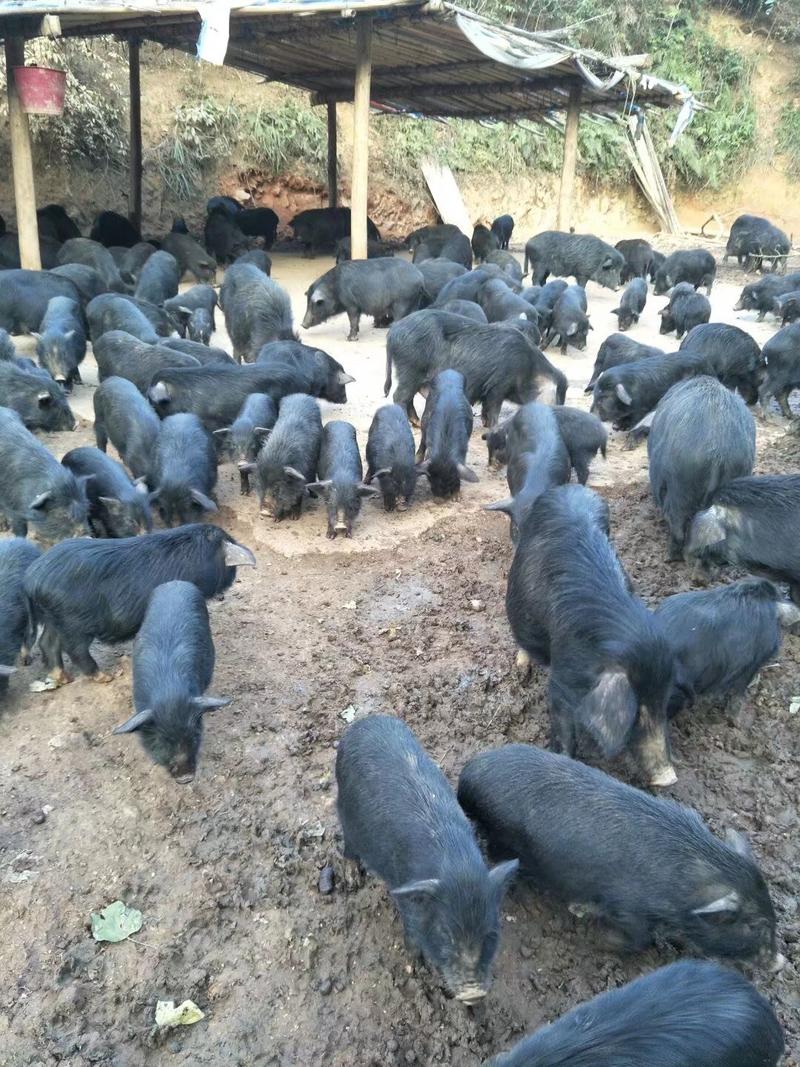 藏香猪，藏香猪商品藏香猪活体、养殖基地直供商品香猪