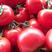 大红石头番茄，大量上市物美价廉，欢迎商超订购，可实地看货
