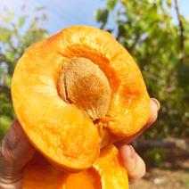 新鲜现摘应季大黄杏产地直供香甜杏水果金太阳个大味美色亮