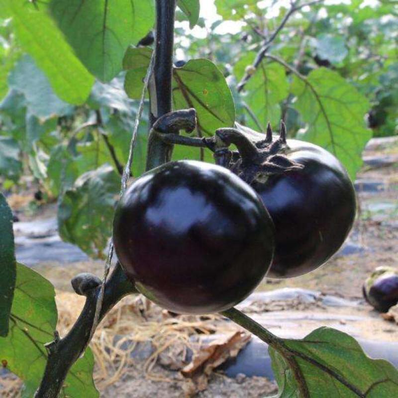 山东圆茄精品紫光圆茄4两以上产地一手货源价格便宜