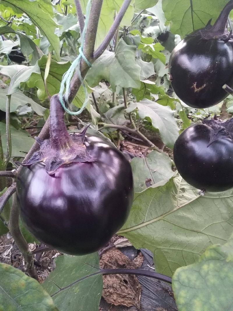 山东圆茄精品紫光圆茄4两以上产地一手货源价格便宜