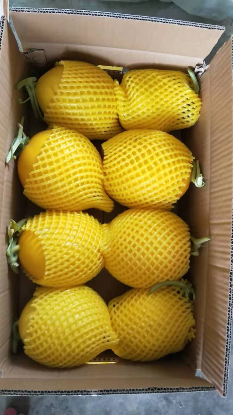 蒲城红皮红肉脆瓜大量上市，价优味美，欢迎订购
