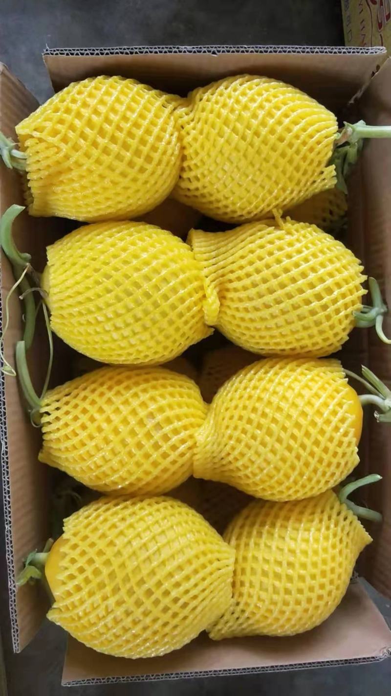 蒲城红皮红肉脆瓜大量上市，价优味美，欢迎订购