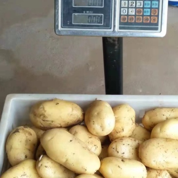 山东潍坊安丘荷兰十五土豆直销