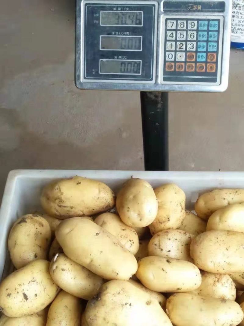山东潍坊安丘荷兰十五土豆直销