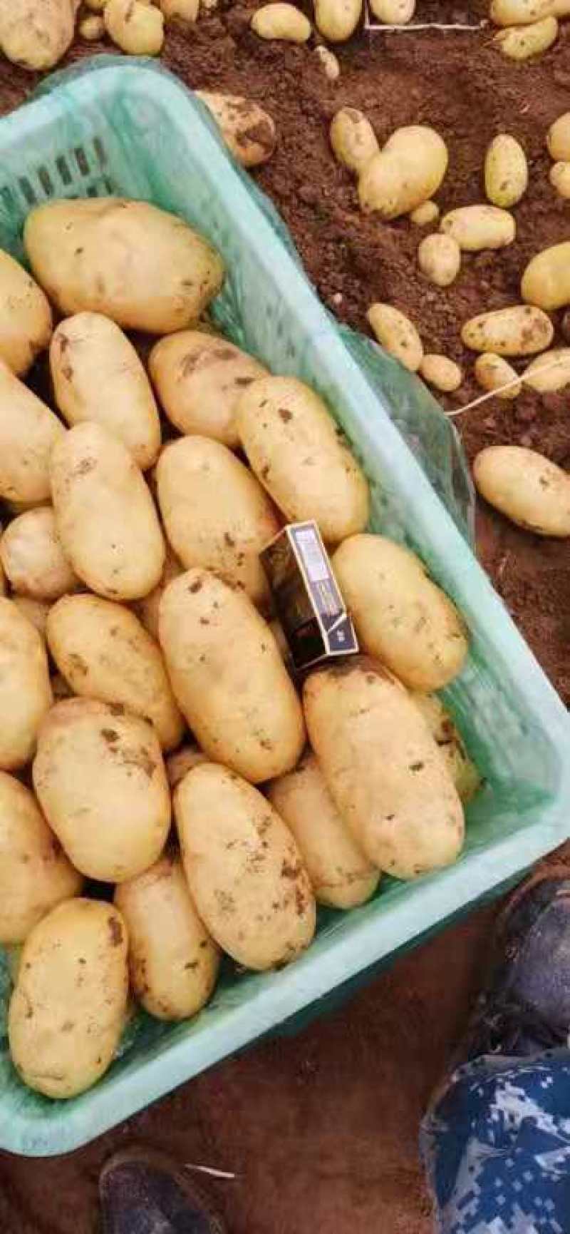 山东潍坊安丘荷兰十五土豆直销