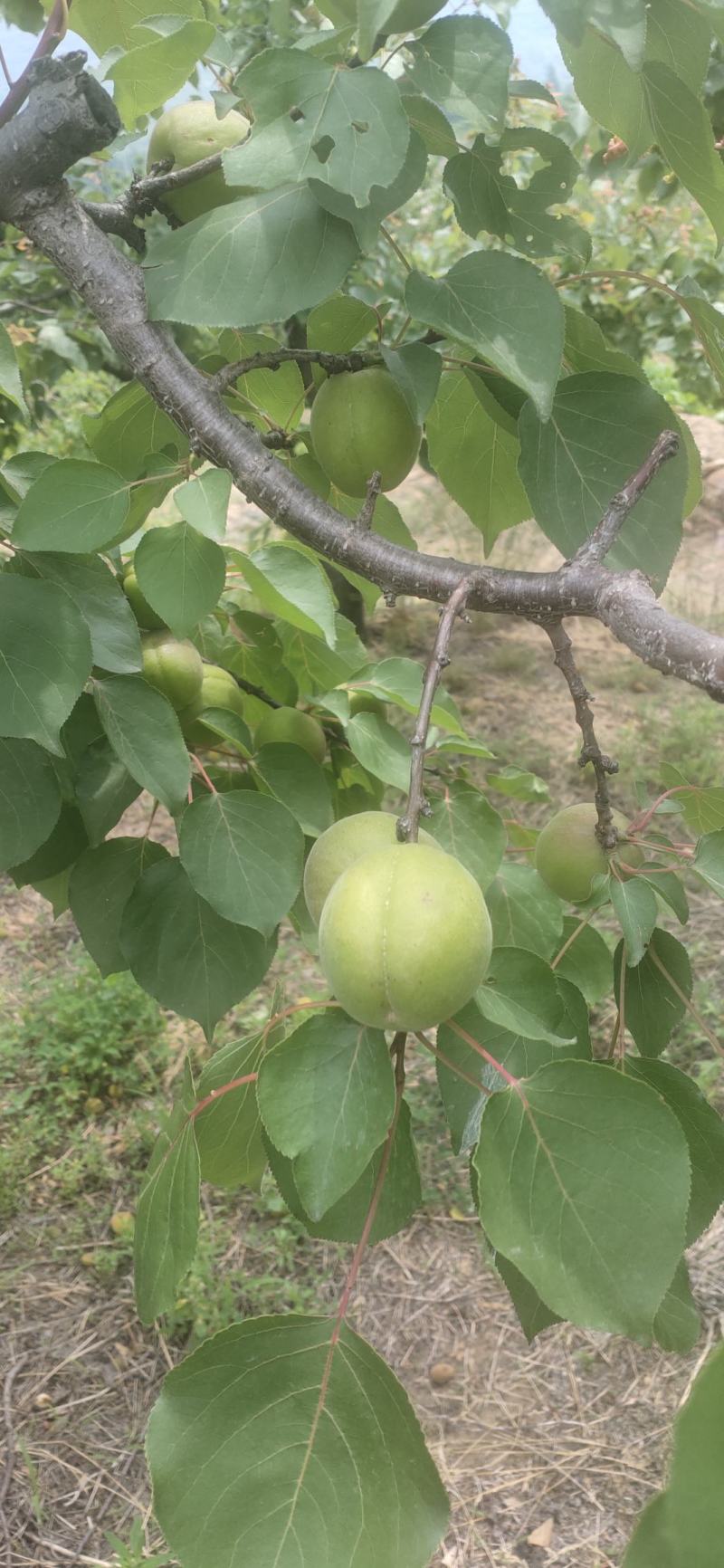 金太阳杏