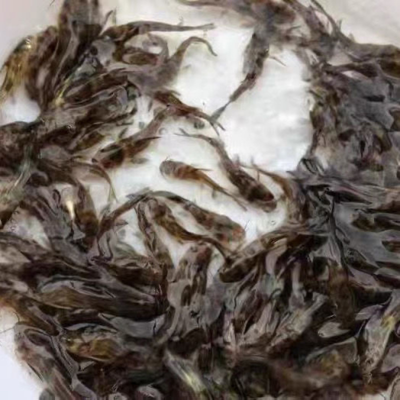 黄骨鱼苗黄辣丁鱼苗杂交黄骨鱼苗全雄黄骨鱼苗