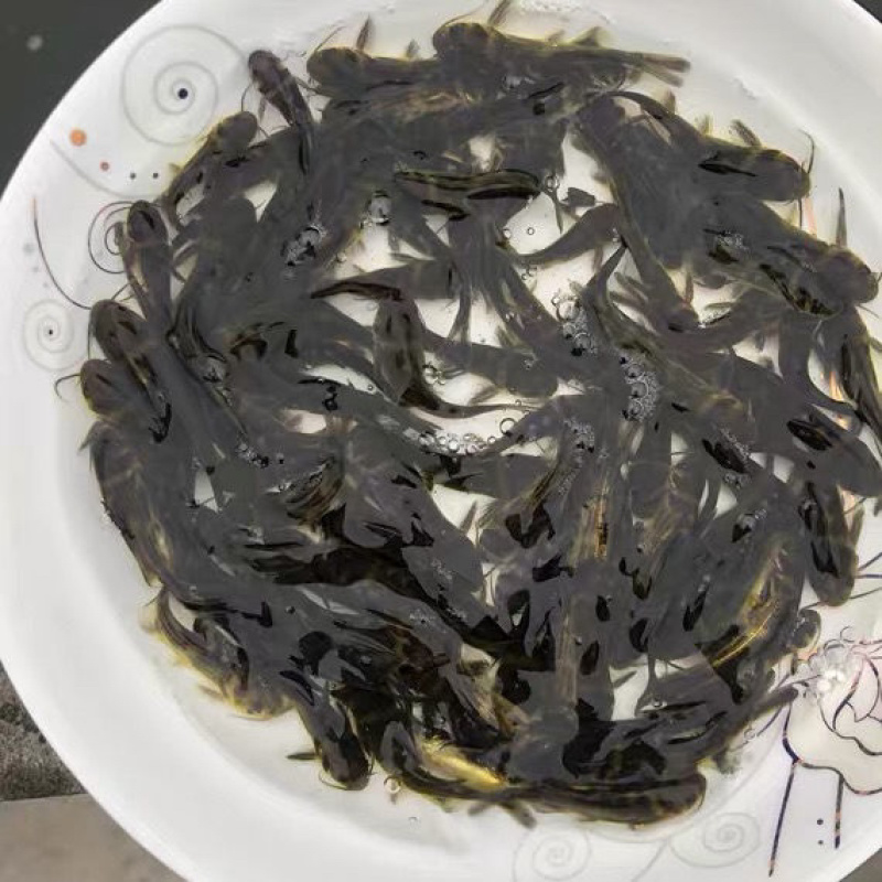 黄骨鱼苗黄辣丁鱼苗杂交黄骨鱼苗全雄黄骨鱼苗
