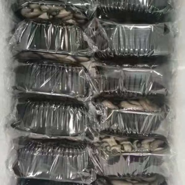 现场图平菇