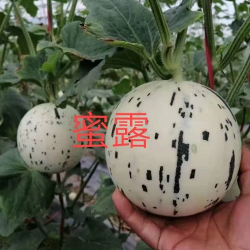 蜜露，甜瓜蜜露，网红瓜，口感糯甜，糖度高