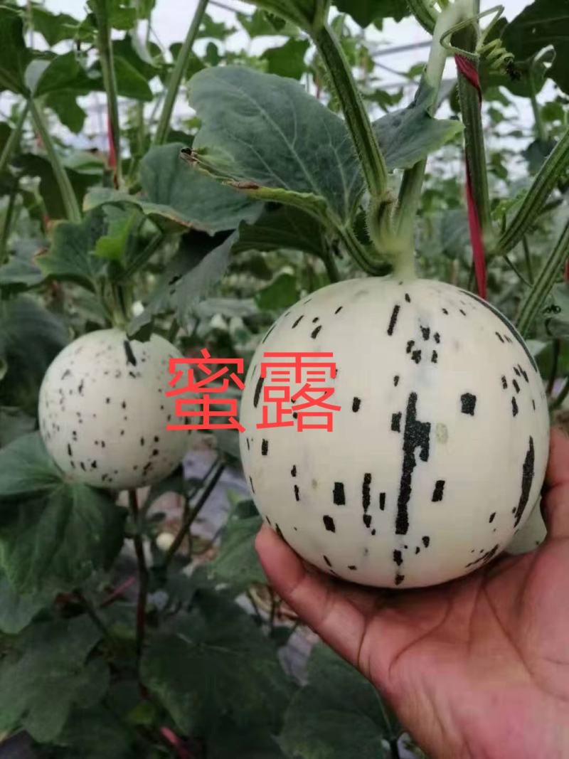 蜜露，甜瓜蜜露，网红瓜，口感糯甜，糖度高