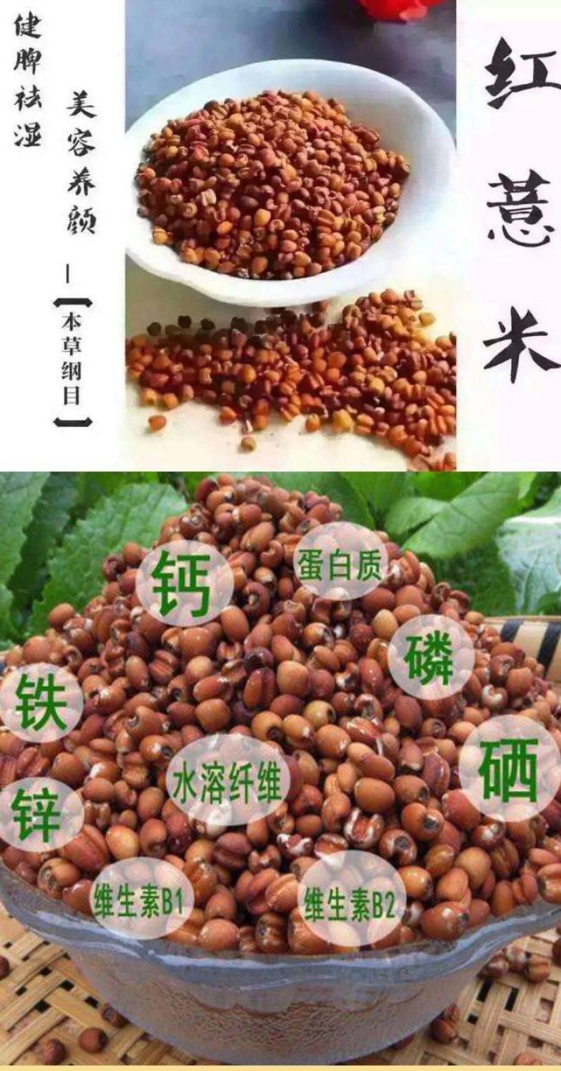 薏仁米农家薏仁米熬粥薏仁五谷杂粮意仁包邮