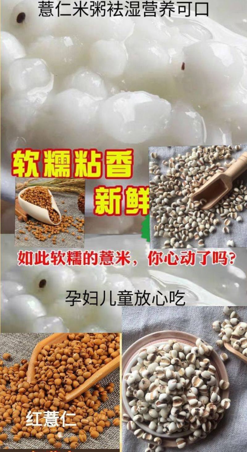 薏仁米农家薏仁米熬粥薏仁五谷杂粮意仁包邮