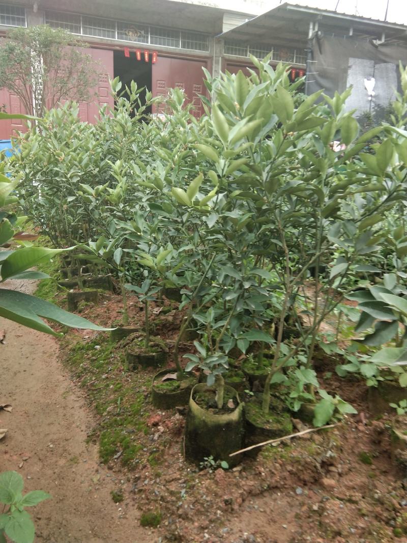 广西大果脆蜜金桔苗盆栽地栽营养杯苗带花发货包邮