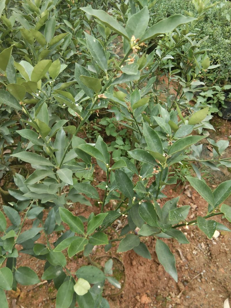 广西大果脆蜜金桔苗盆栽地栽营养杯苗带花发货包邮