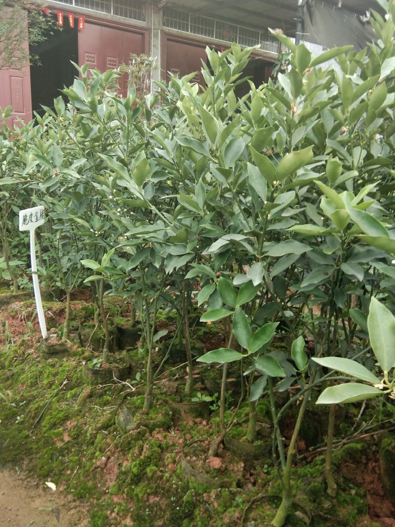 广西大果脆蜜金桔苗盆栽地栽营养杯苗带花发货包邮