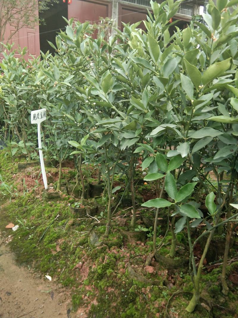 广西大果脆蜜金桔苗盆栽地栽营养杯苗带花发货包邮