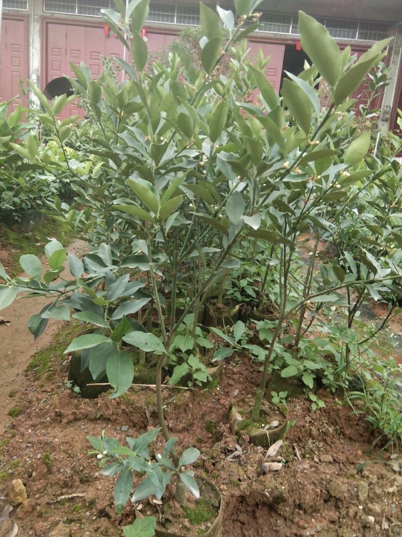 广西大果脆蜜金桔苗盆栽地栽营养杯苗带花发货包邮