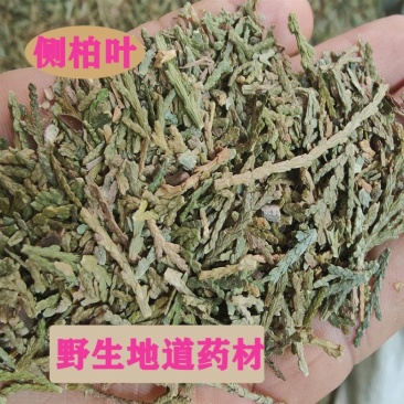 野生中草药侧柏叶侧柏树干叶柏树叶