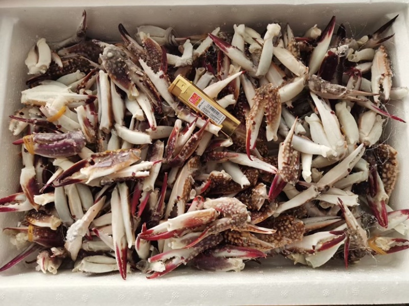 梭子蟹蟹钳中号质量保证