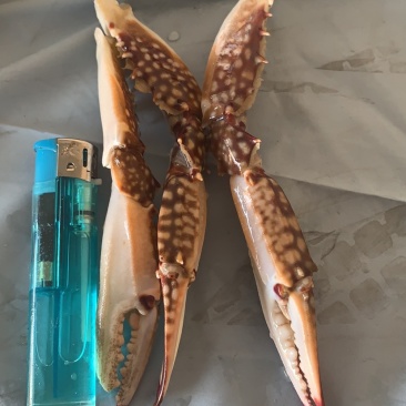 梭子蟹蟹钳中号质量保证