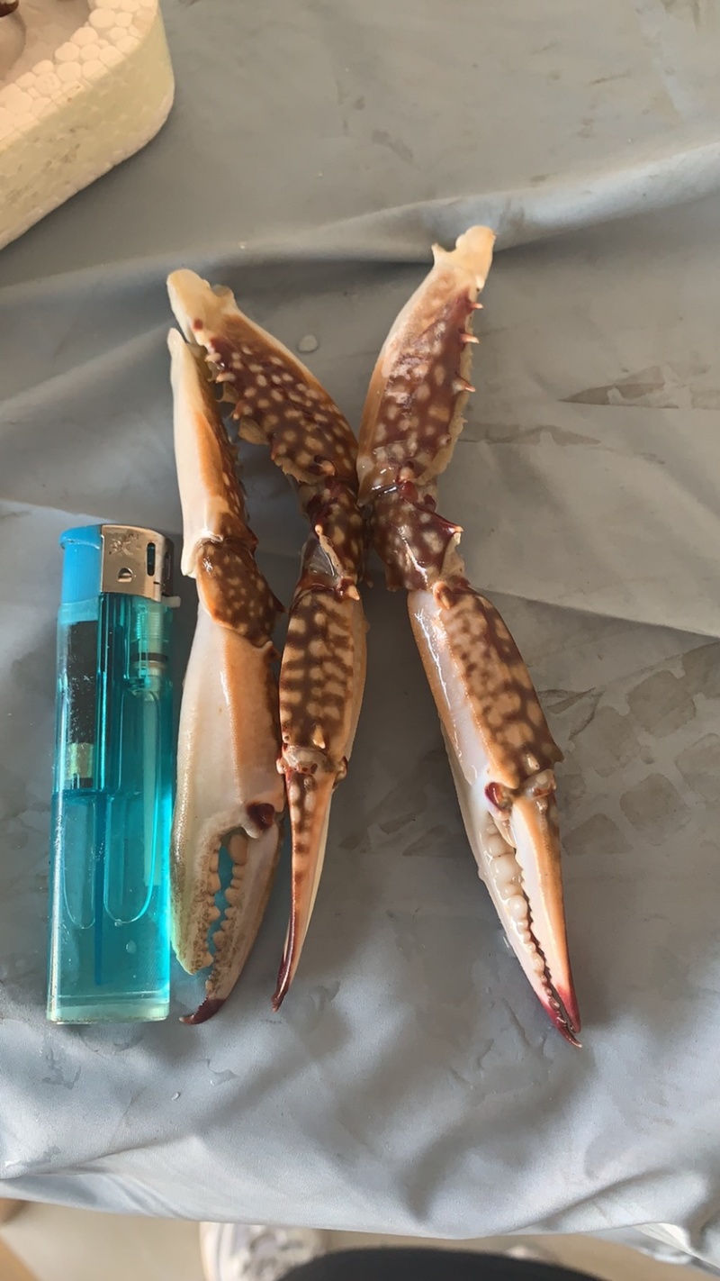梭子蟹蟹钳中号质量保证