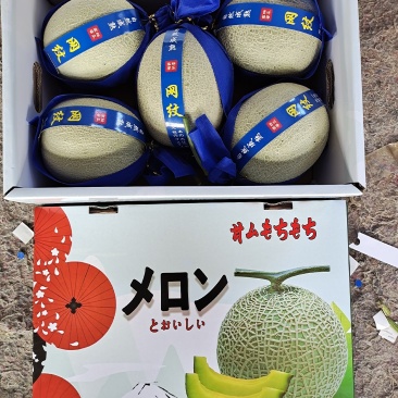 山东海阳鲁厚甜网纹瓜，玫珑瓜海阳网纹瓜瓜。哈密瓜