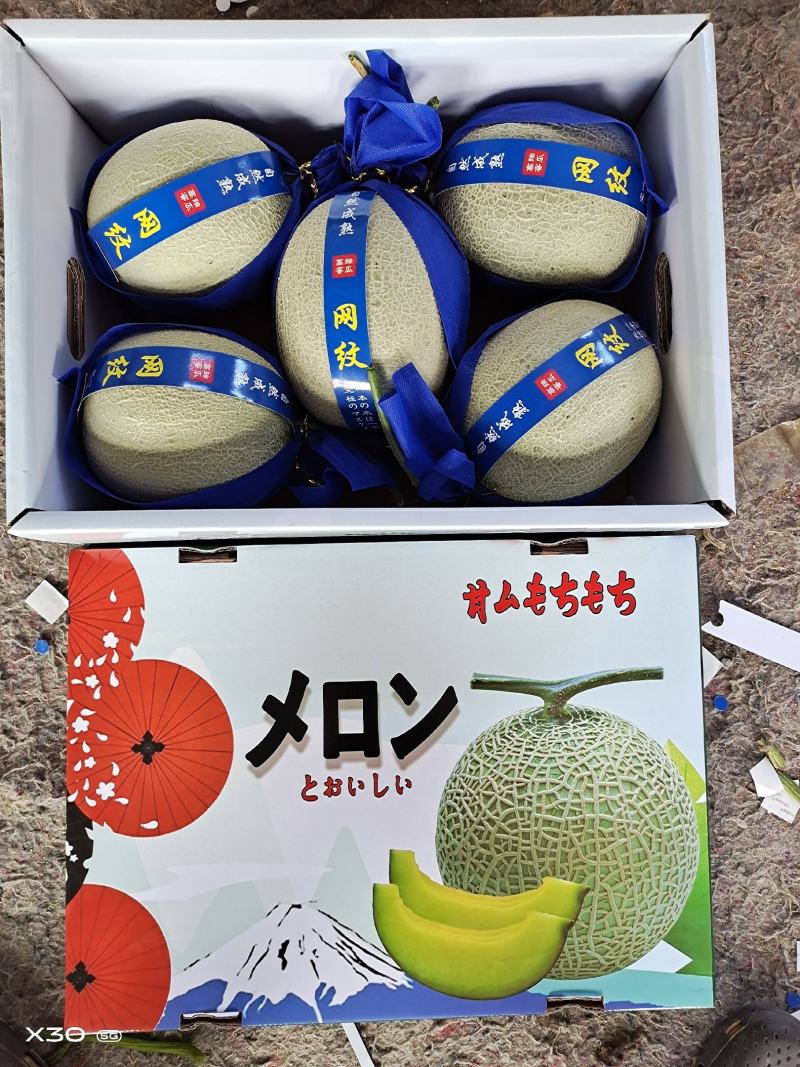 山东海阳鲁厚甜网纹瓜，玫珑瓜海阳网纹瓜瓜。哈密瓜