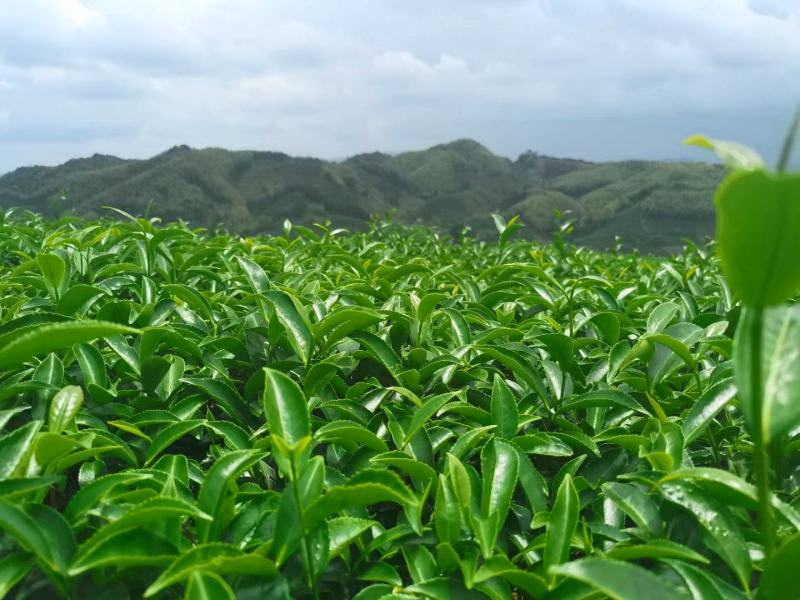 乌龙茶