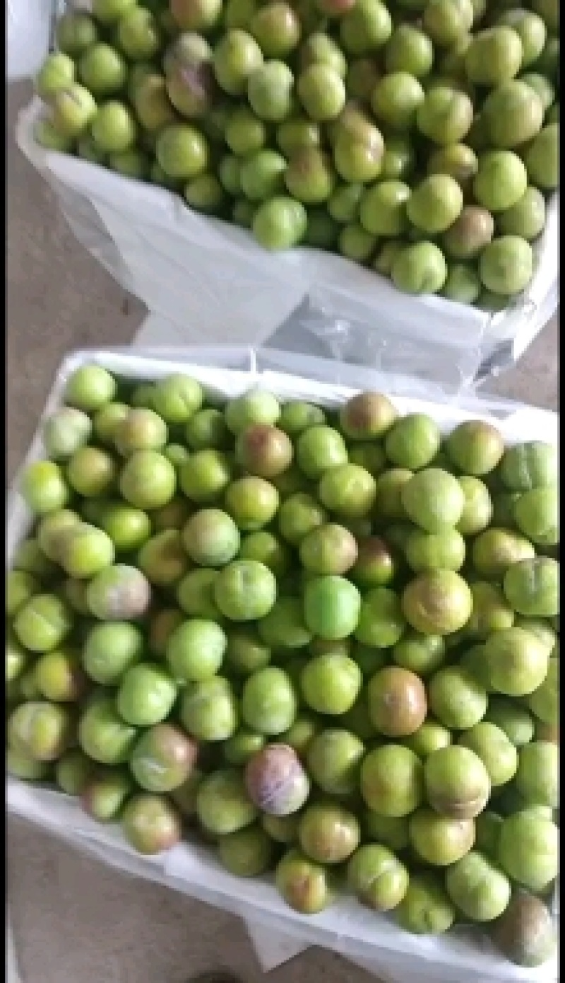 屏山茵红李品味高端品质水果，畅享美味健康生活，
